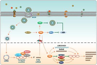 Role of hepatitis B virus non-structural protein HBx on HBV replication, interferon signaling, and hepatocarcinogenesis
